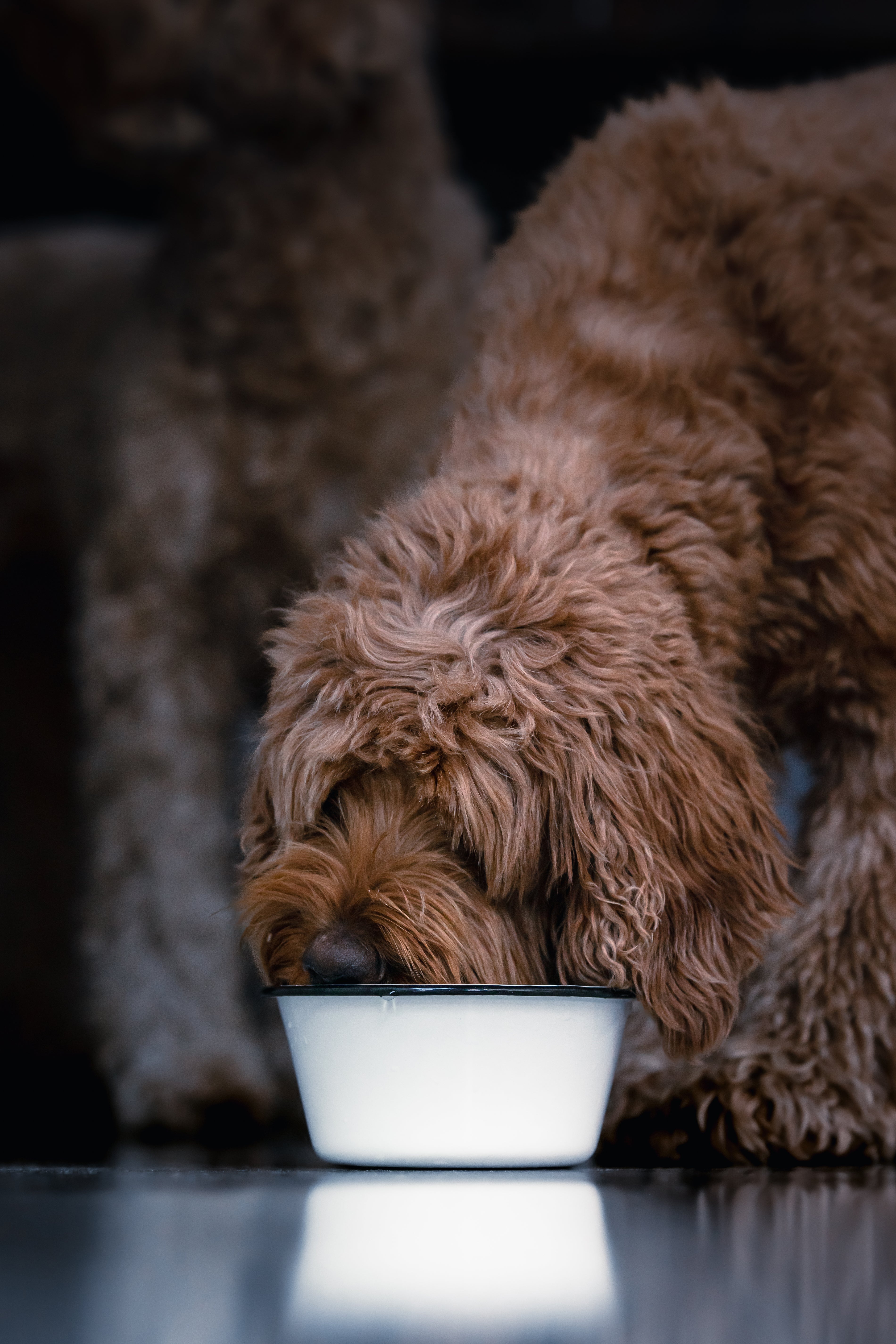 Is gefilterd water uit een waterzuiveraar beter voor huisdieren?