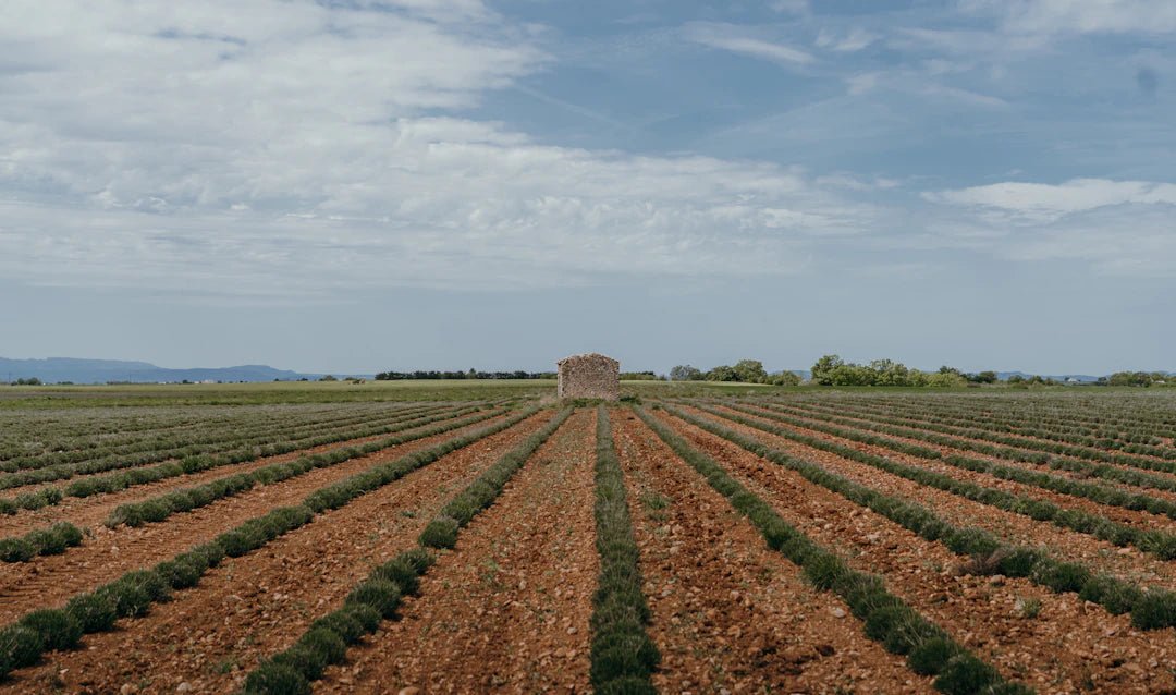 PFAS en de Impact op de Landbouw