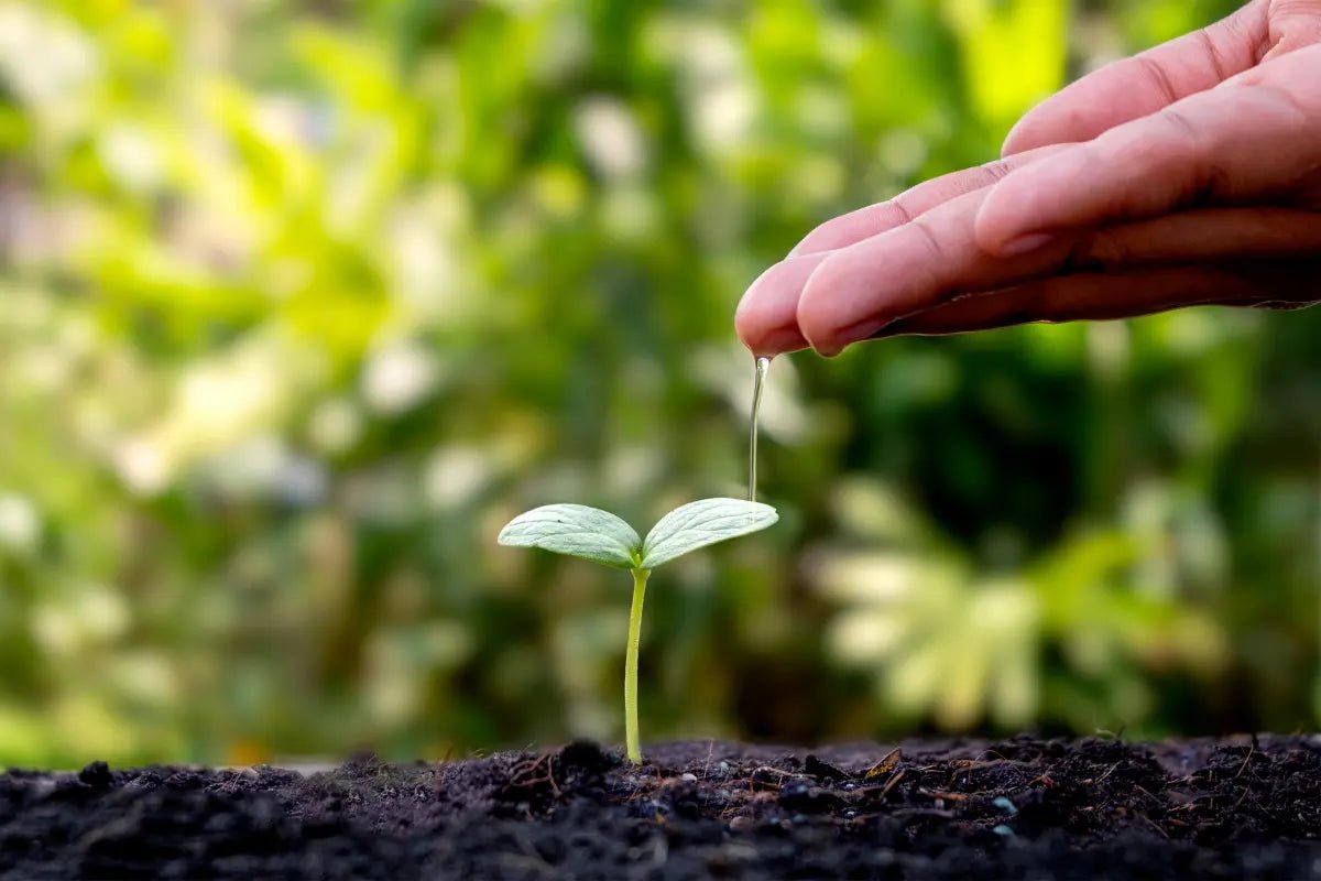 Is gezuiverd water ook geschikt voor het besproeien van planten? PureAqua